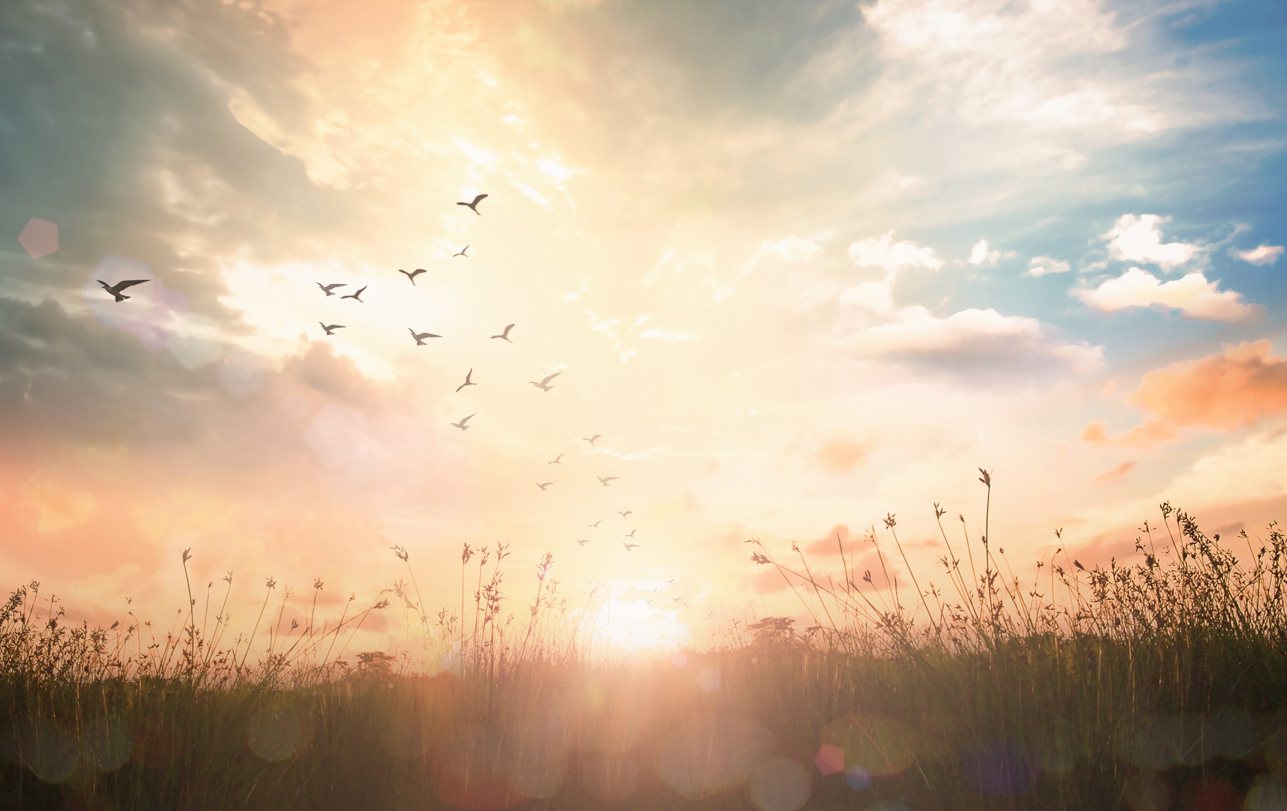 World,Environment,Day,Concept:,Silhouette,Birds,Flying,On,Meadow,Autumn